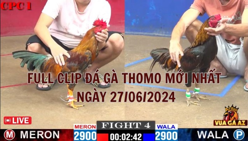 Full Clip Đá Gà Thomo - Campuchia Mới Nhất Ngày Ngày 27062024
